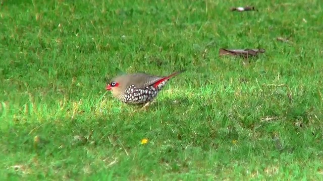 Red-eared Firetail - ML200901901