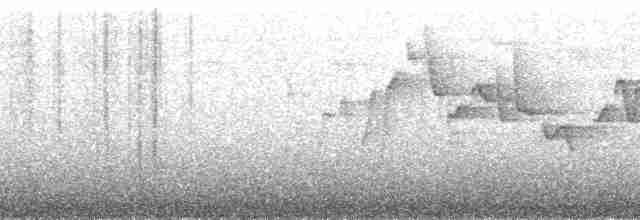 Pracht-Kragenparadiesvogel - ML200902