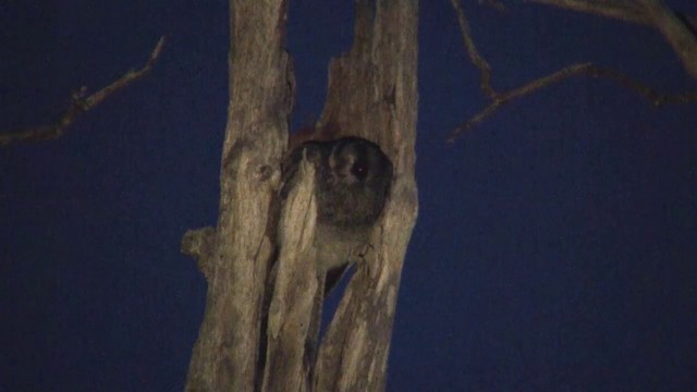 Australian Owlet-nightjar - ML200902301