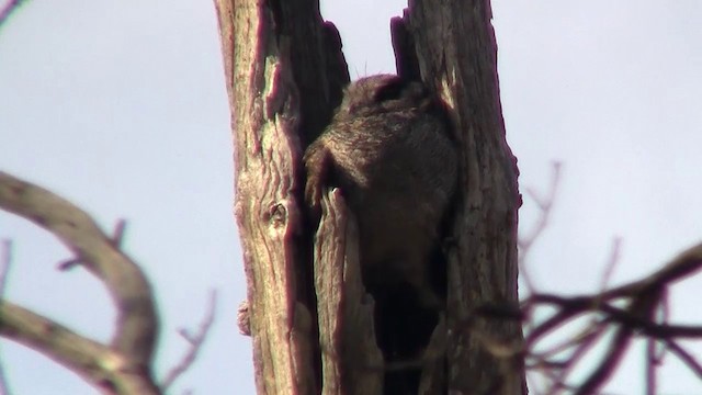 Australian Owlet-nightjar - ML200902311