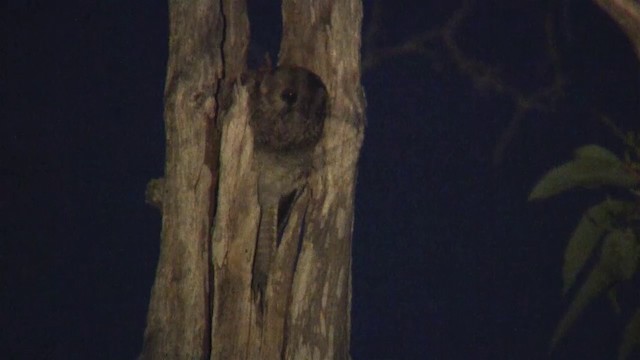 Australian Owlet-nightjar - ML200902371