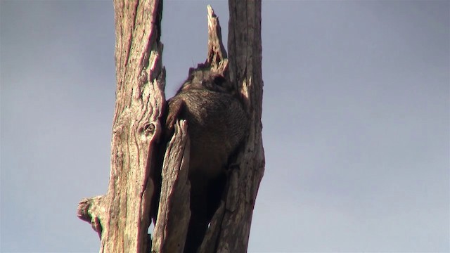 Australian Owlet-nightjar - ML200902381