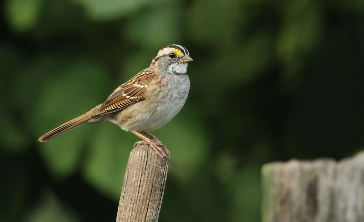 White-throated Sparrow - Ryan Schain