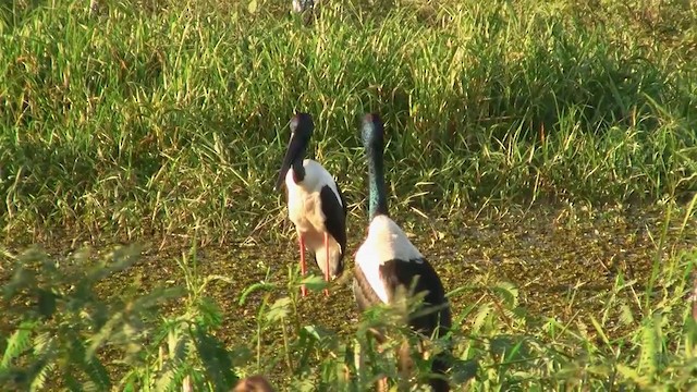 Black-necked Stork - ML200903991