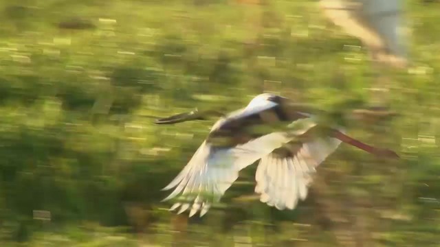Black-necked Stork - ML200904011