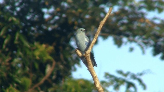 Blue-gray Tanager (White-edged) - ML200904211