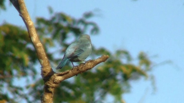 Blue-gray Tanager (White-edged) - ML200904221