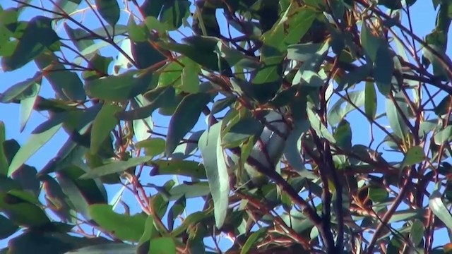 Streifenpanthervogel (substriatus) - ML200904771