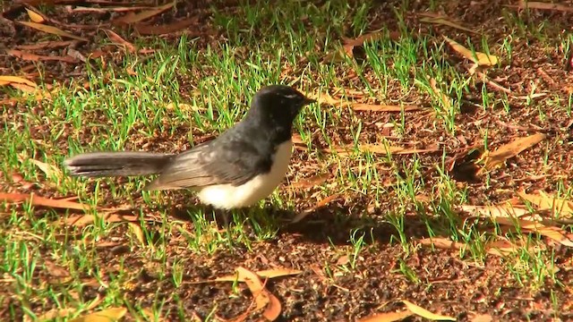 Willie-wagtail - ML200905271