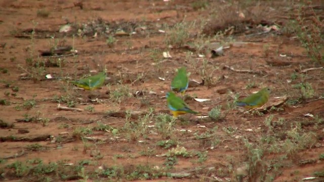 Turquoise Parrot - ML200906711