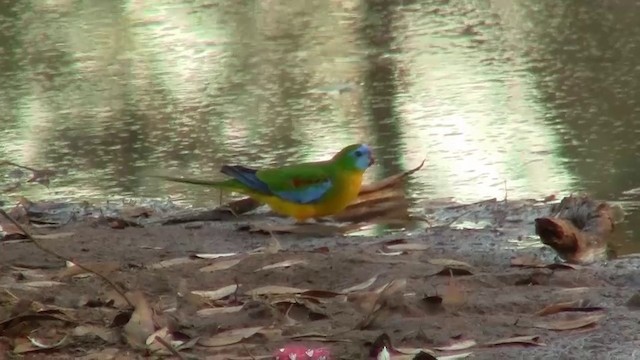Turquoise Parrot - ML200906721