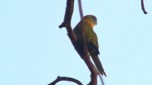 Turquoise Parrot - ML200906781