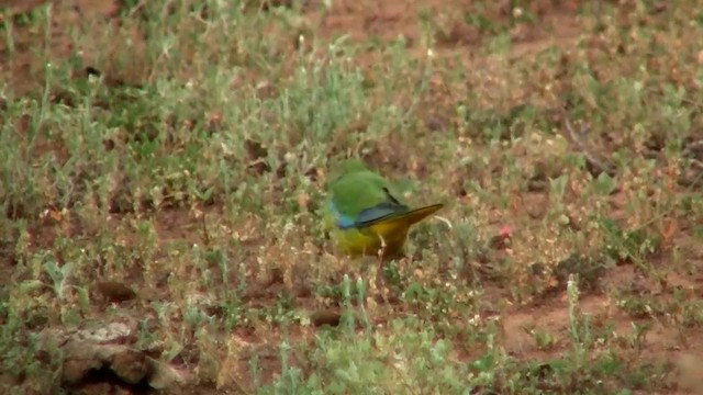 Turquoise Parrot - ML200906791