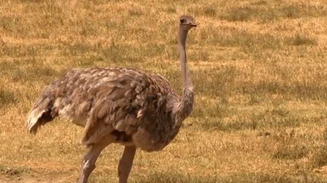 Common Ostrich - ML200907401