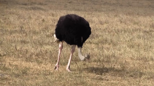 Common Ostrich - ML200907511