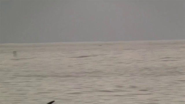 Weißgesicht-Sturmschwalbe - ML200908331