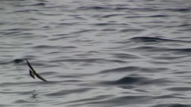 Weißgesicht-Sturmschwalbe - ML200908411