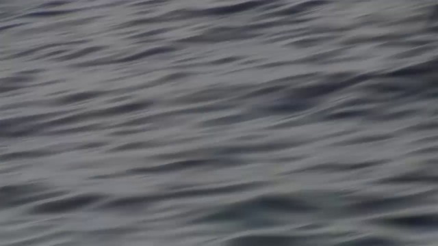 Weißgesicht-Sturmschwalbe - ML200908621