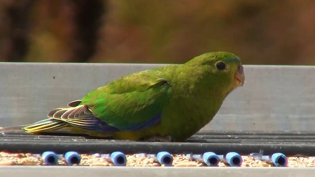 Orange Bellied Parrot Ebird
