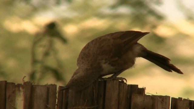  - Northern Pied-Babbler