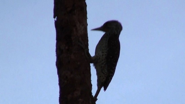 Nubian Woodpecker - ML200910211