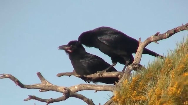 Australian Raven - ML200910381