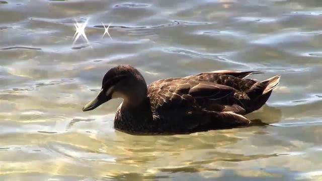 Mallard x Pacific Black Duck (hybrid) - ML200911671
