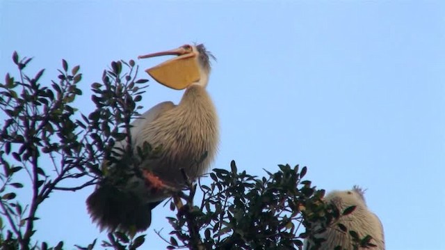Pink-backed Pelican - ML200912561