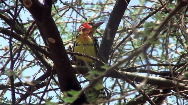 Red-and-yellow Barbet - ML200912631