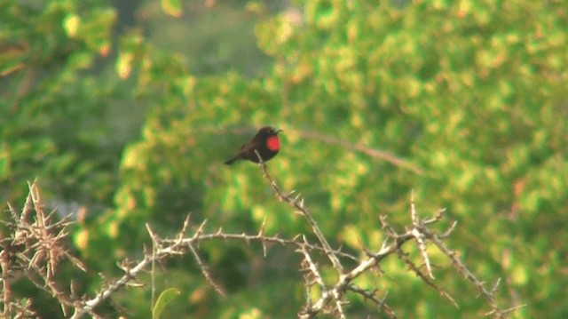 Scarlet-chested Sunbird - ML200912841