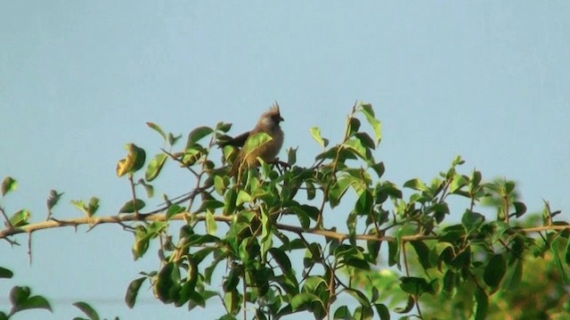 Speckled Mousebird - ML200913021