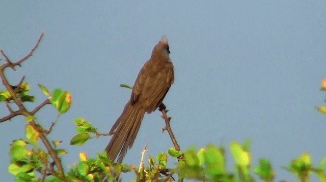 Speckled Mousebird - ML200913121