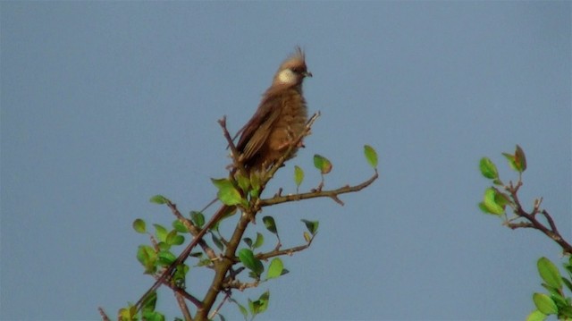 Speckled Mousebird - ML200913131