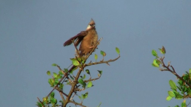 Speckled Mousebird - ML200913191