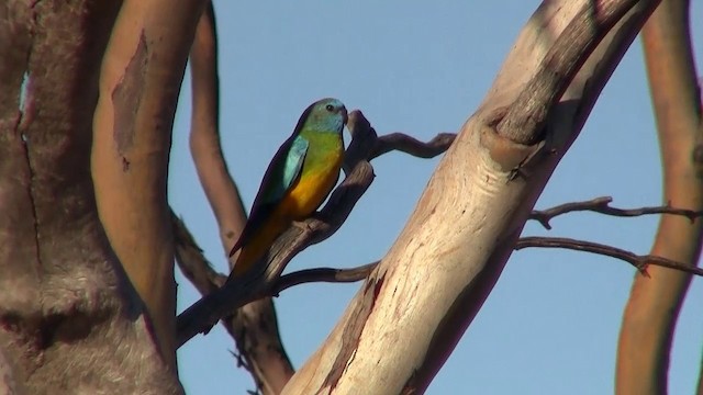 Scarlet-chested Parrot - ML200913311