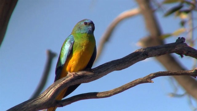 Scarlet-chested Parrot - ML200913321