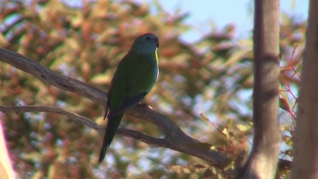 Scarlet-chested Parrot - ML200913331