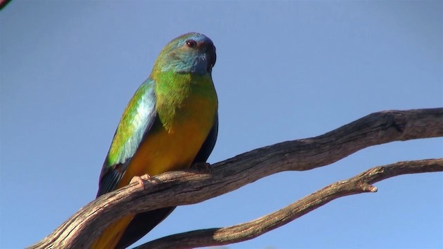 Scarlet-chested Parrot - ML200913341