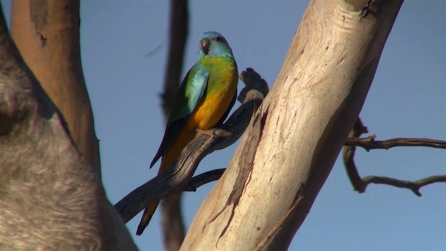 Scarlet-chested Parrot - ML200913431
