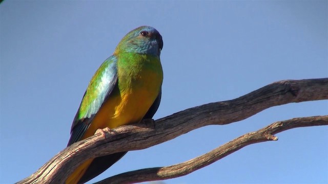 Scarlet-chested Parrot - ML200913441