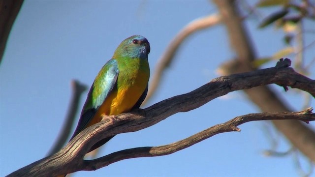 Scarlet-chested Parrot - ML200913541