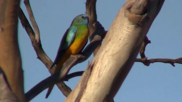 Scarlet-chested Parrot - ML200913641
