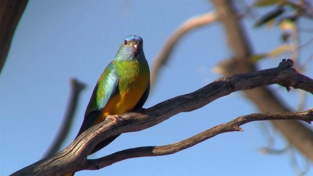 Scarlet-chested Parrot - ML200913651