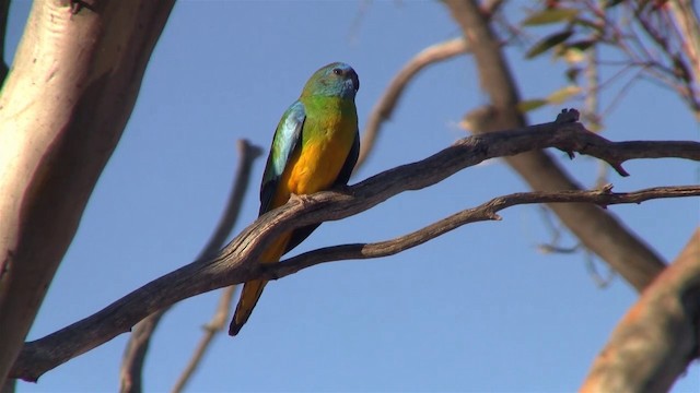 Scarlet-chested Parrot - ML200913661