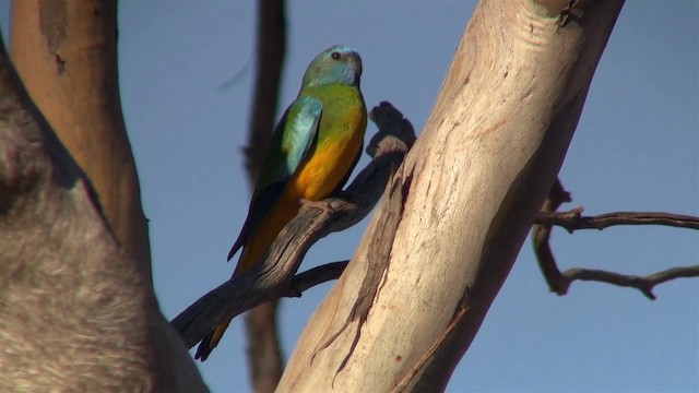 Scarlet-chested Parrot - ML200913831