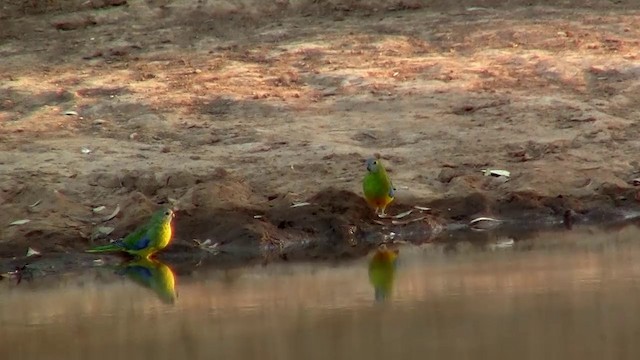 Turquoise Parrot - ML200914631