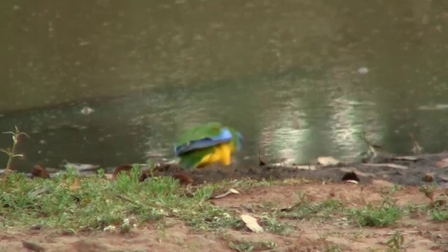Turquoise Parrot - ML200914641