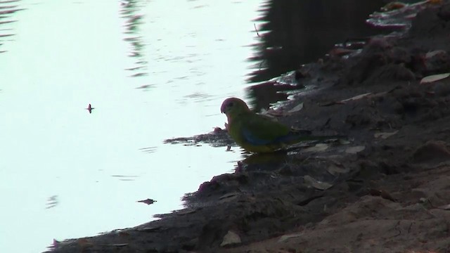 Turquoise Parrot - ML200914711