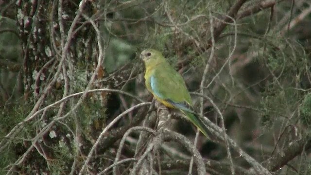 Turquoise Parrot - ML200914721