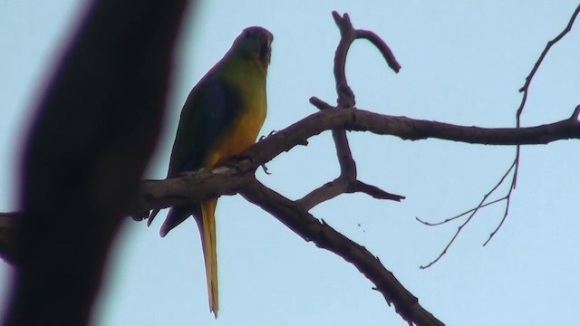 Turquoise Parrot - ML200914821